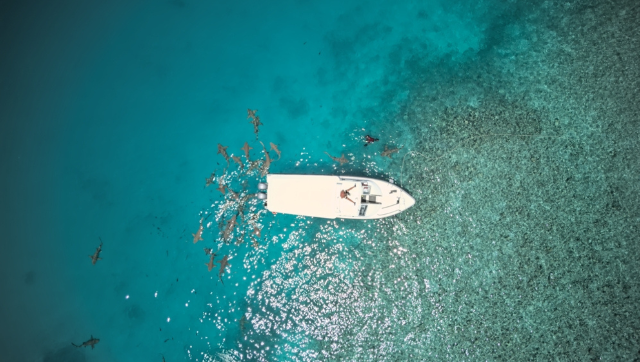 HornyHamster/Shutterstock