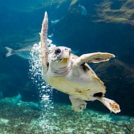 Katia Titova/Shutterstock