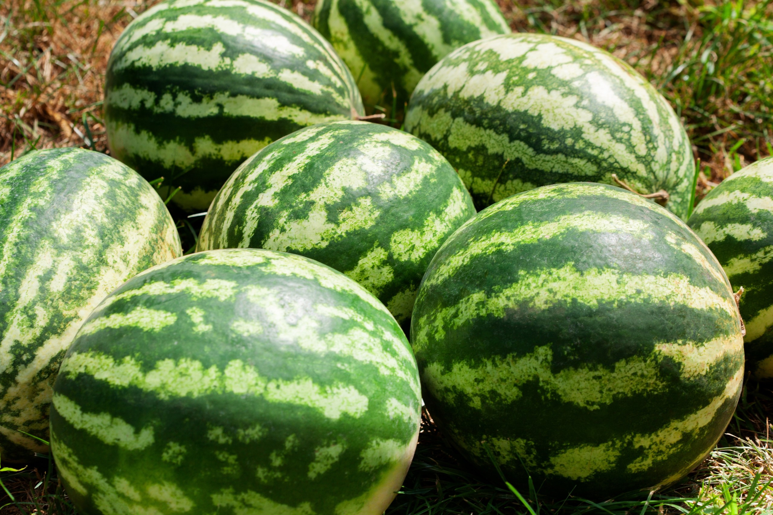 dimid_86/Shutterstock