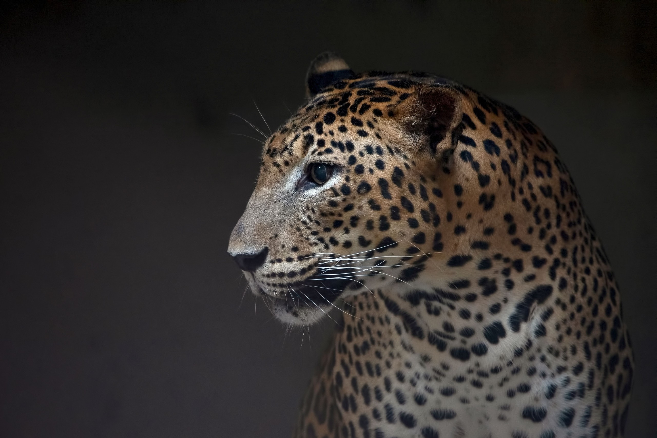 DSlight_photography/Shutterstock