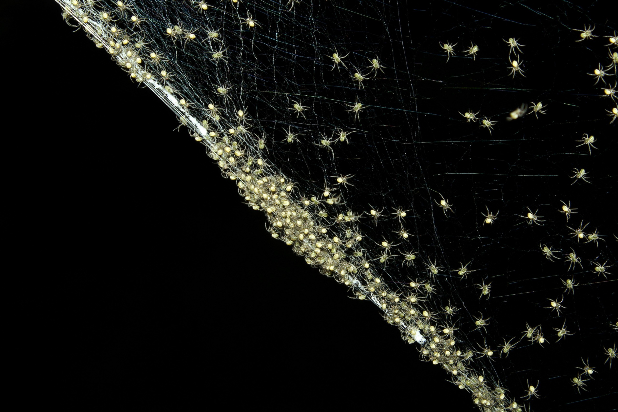 Rezamonium/Shutterstock