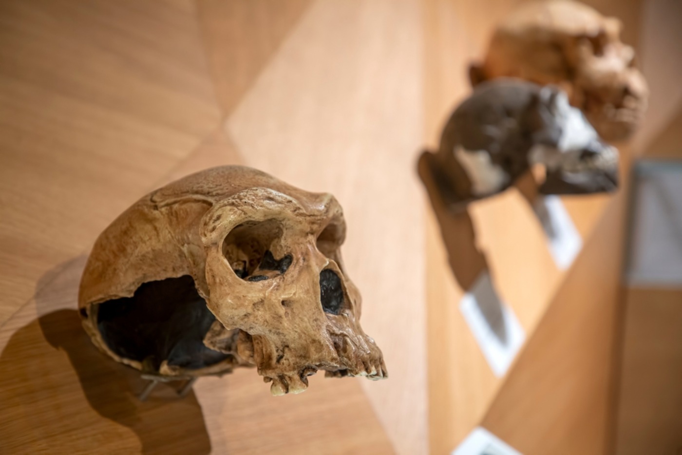 Esin Deniz/Shutterstock