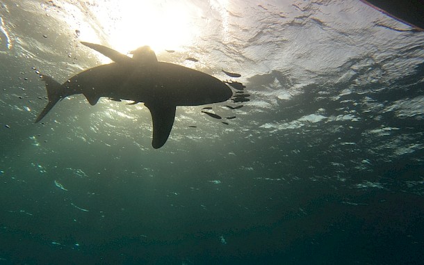 haldun uz / Shutterstock