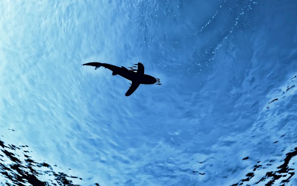 Kichigin / Shutterstock