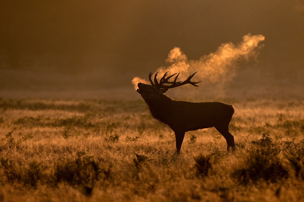DreamsCanBe / Shutterstock