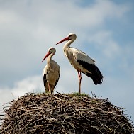 Bob Ski/Shutterstock