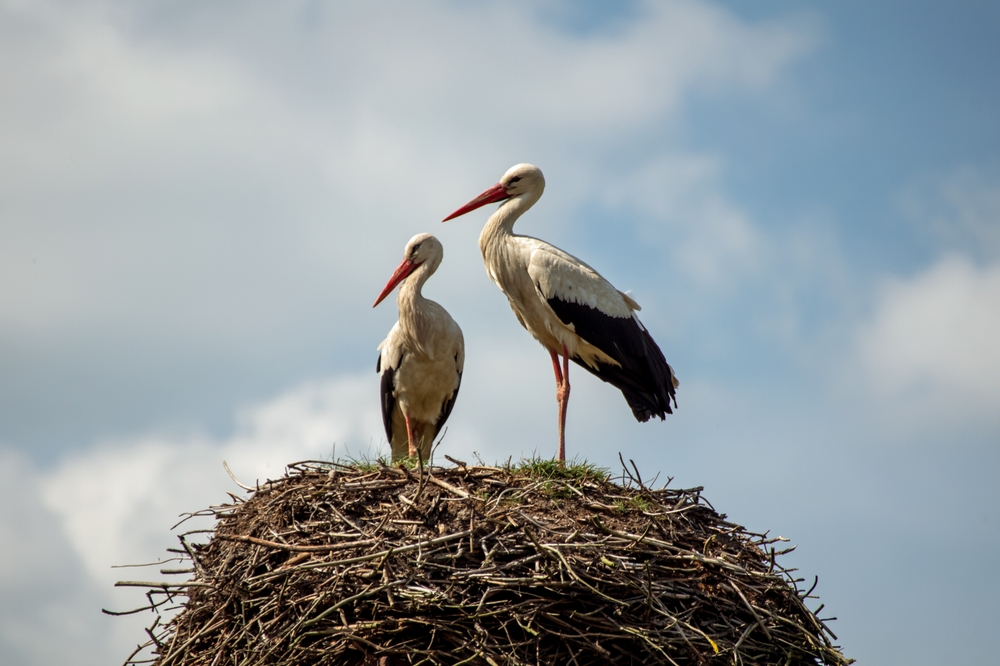 Bob Ski/Shutterstock