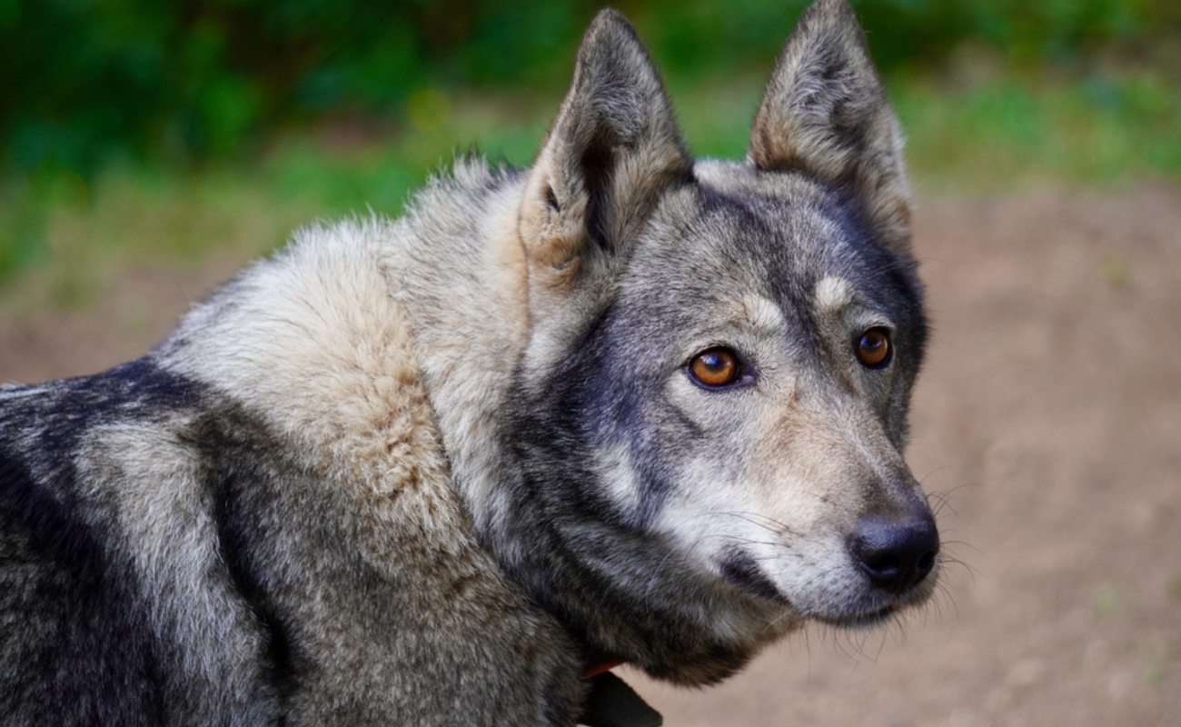 antoniyaatanasova/Shutterstock