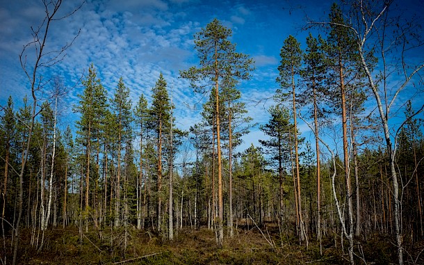 Per Wilhelmsson / Shutterstock