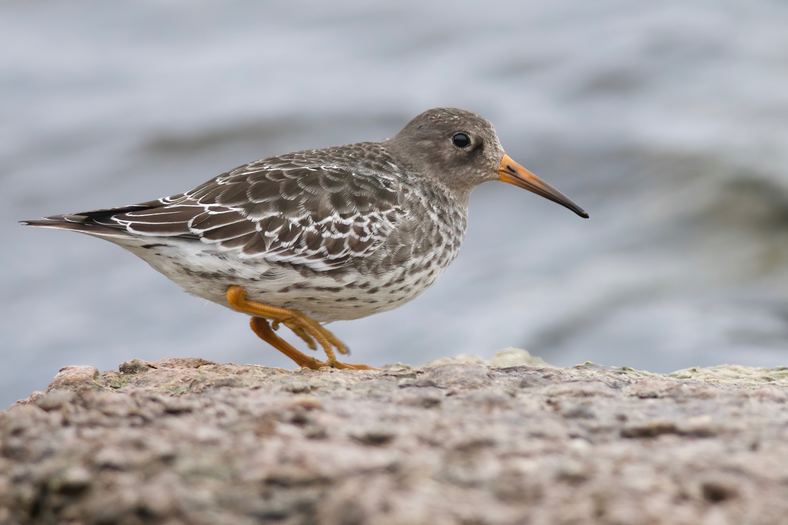 Amanda Guercio/Shutterstock