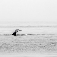 ChristopherRM / Shutterstock