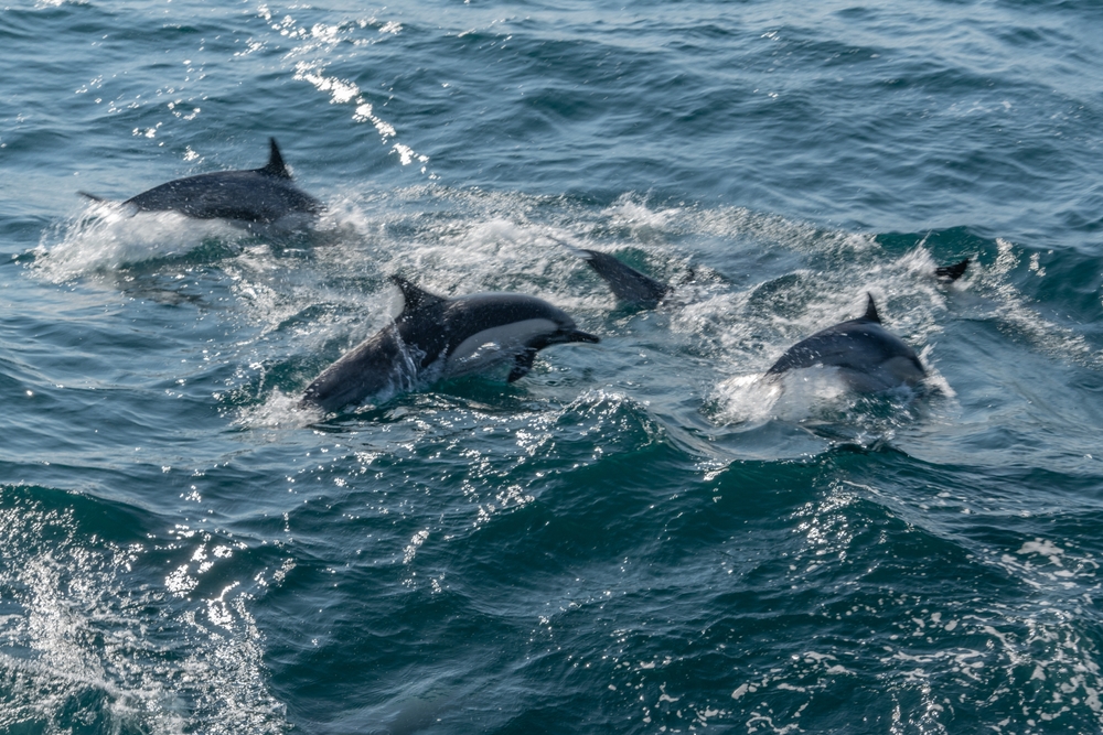 denisephoto / Shutterstock