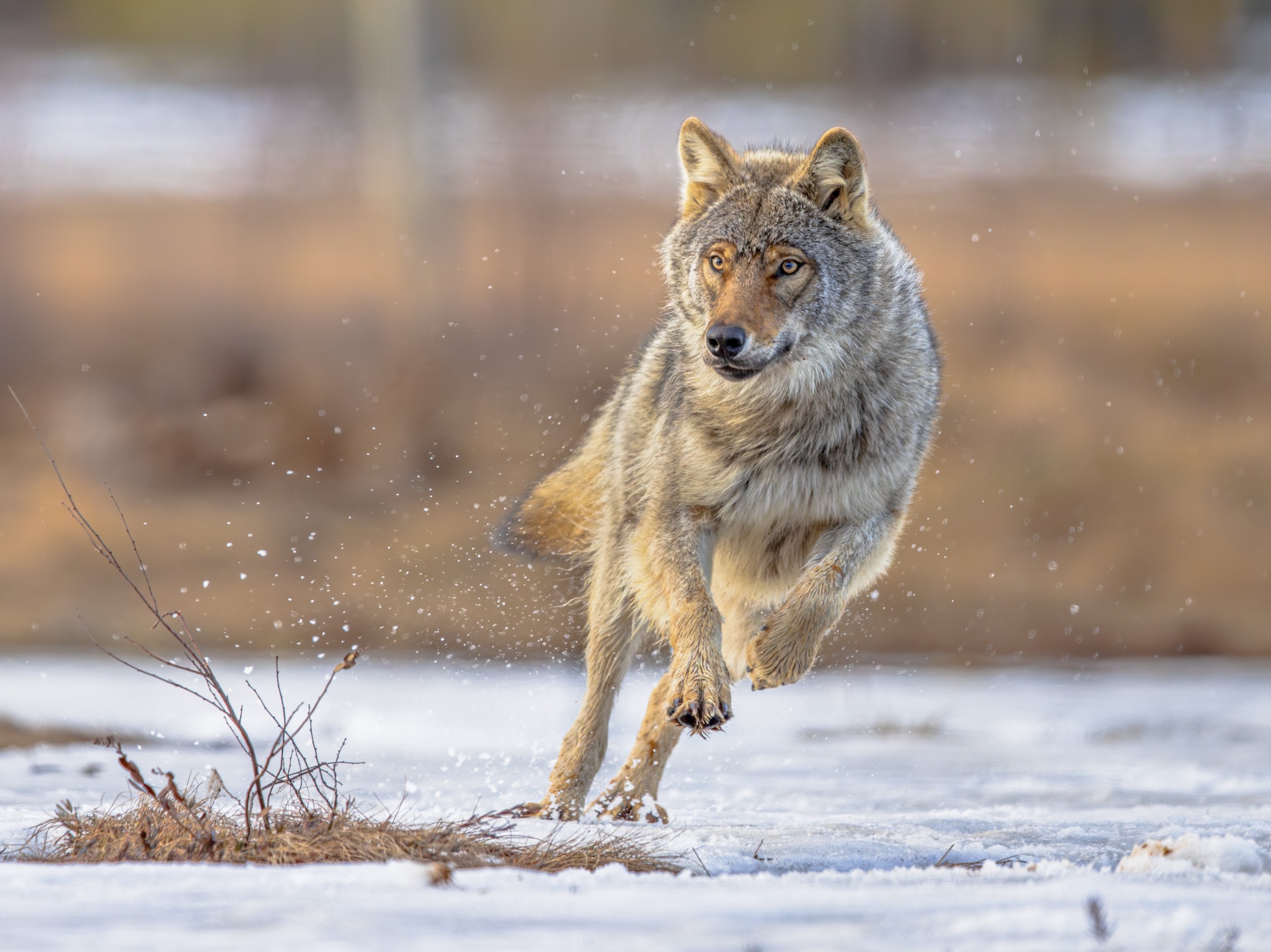 Rudmer Zwerver/Shutterstock