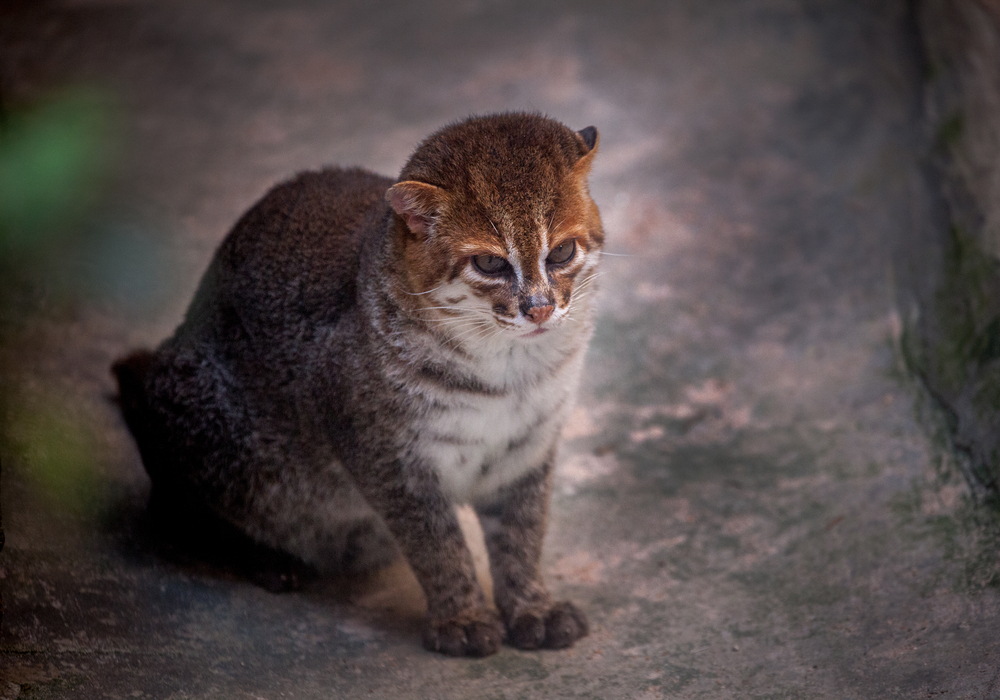 apple2499 / Shutterstock