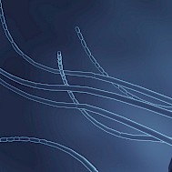 joshimerbin/Shutterstock.com