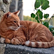 Lamio Giancarlo/Shutterstock.com