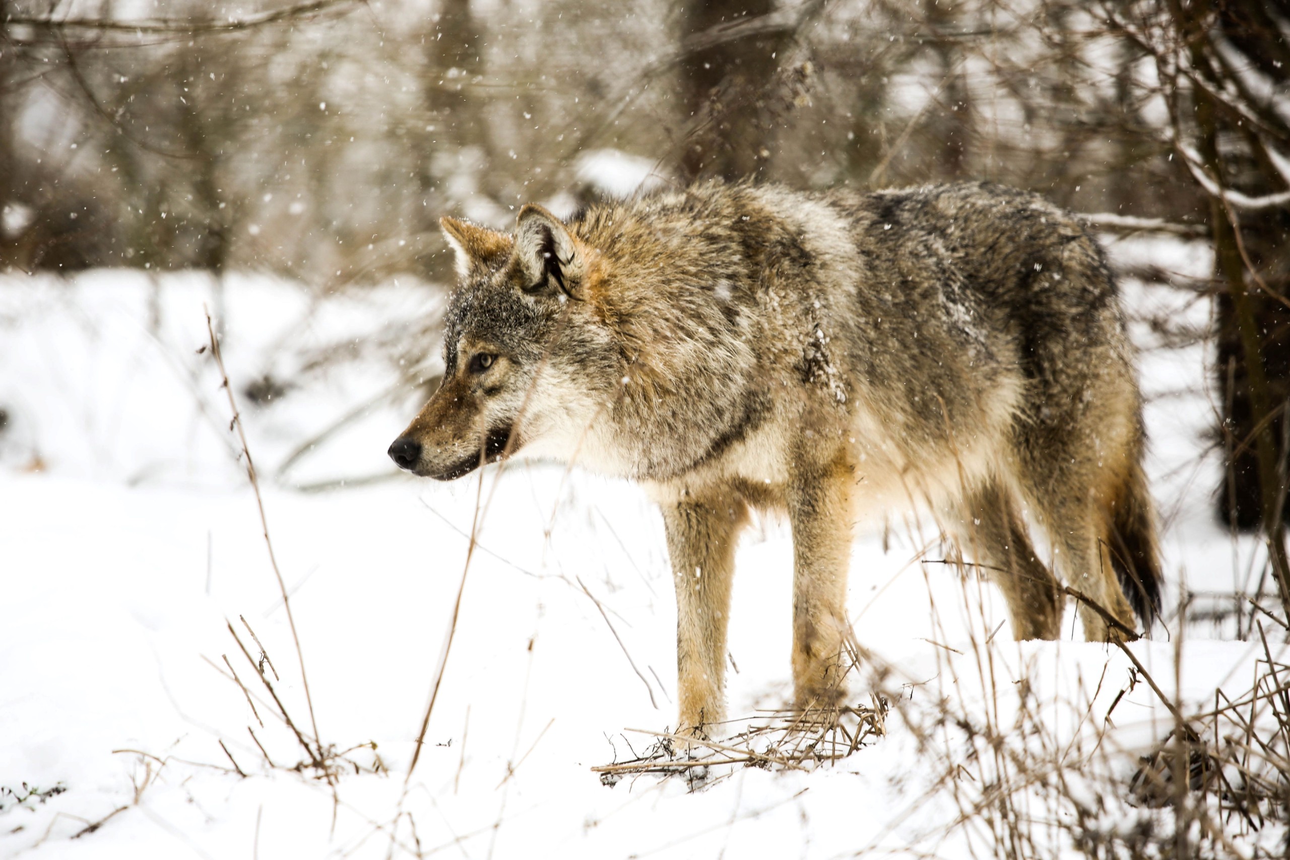 Ripka Gergely/Shutterstock.com