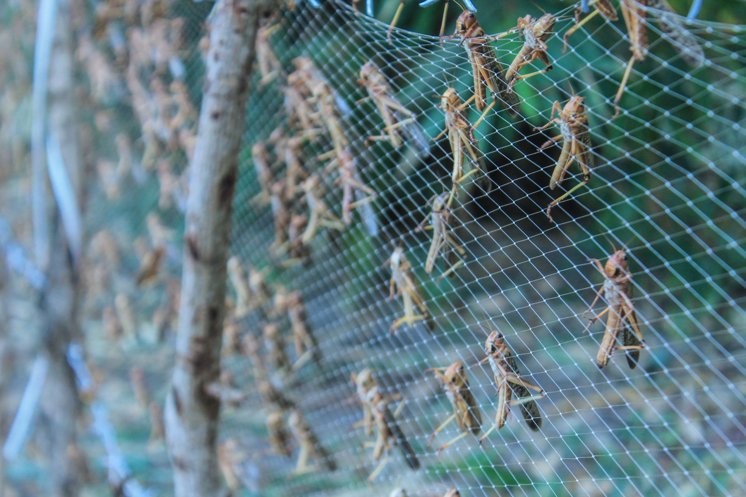 Heinrich Dominggus Dengi/Shutterstock.com