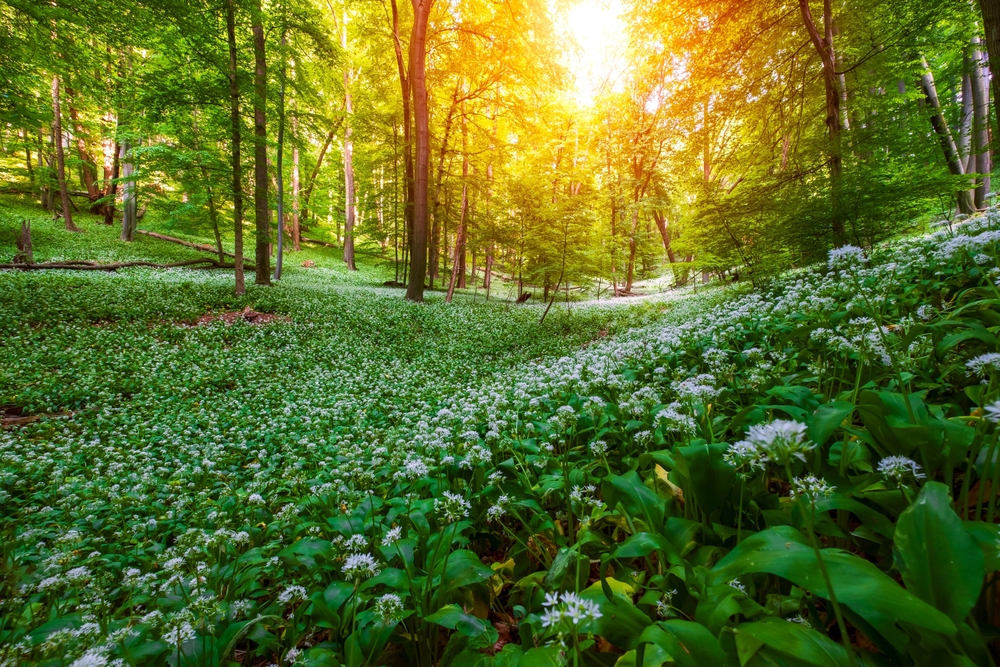 Barat Roland/Shutterstock