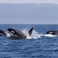 Tory Kallman/Shutterstock