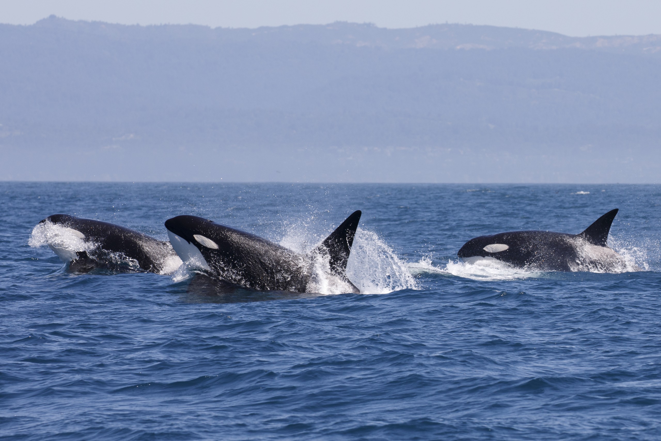 Tory Kallman/Shutterstock