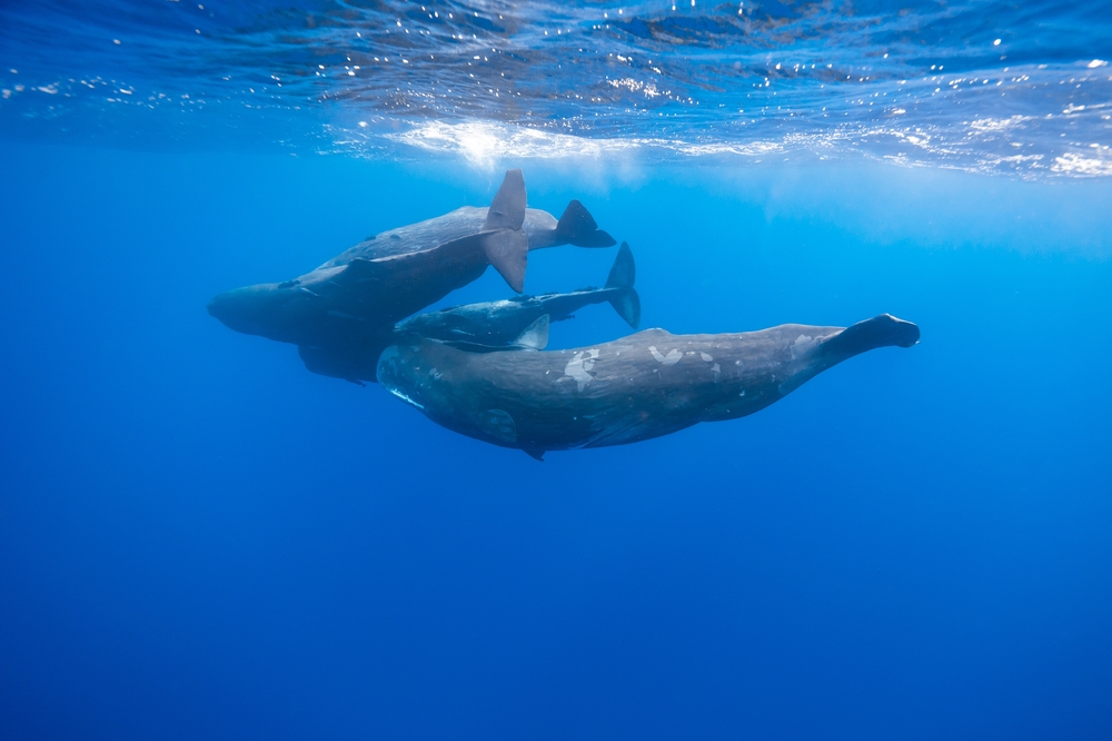 Jonas Gruhlke/Shutterstock