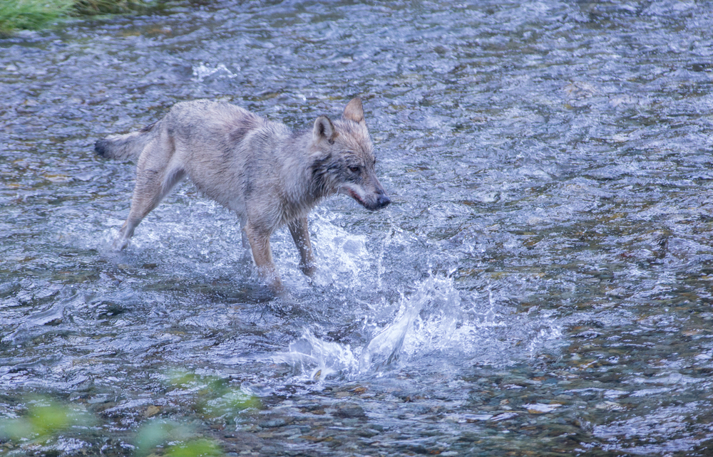 Ghost Bear / Shutterstock