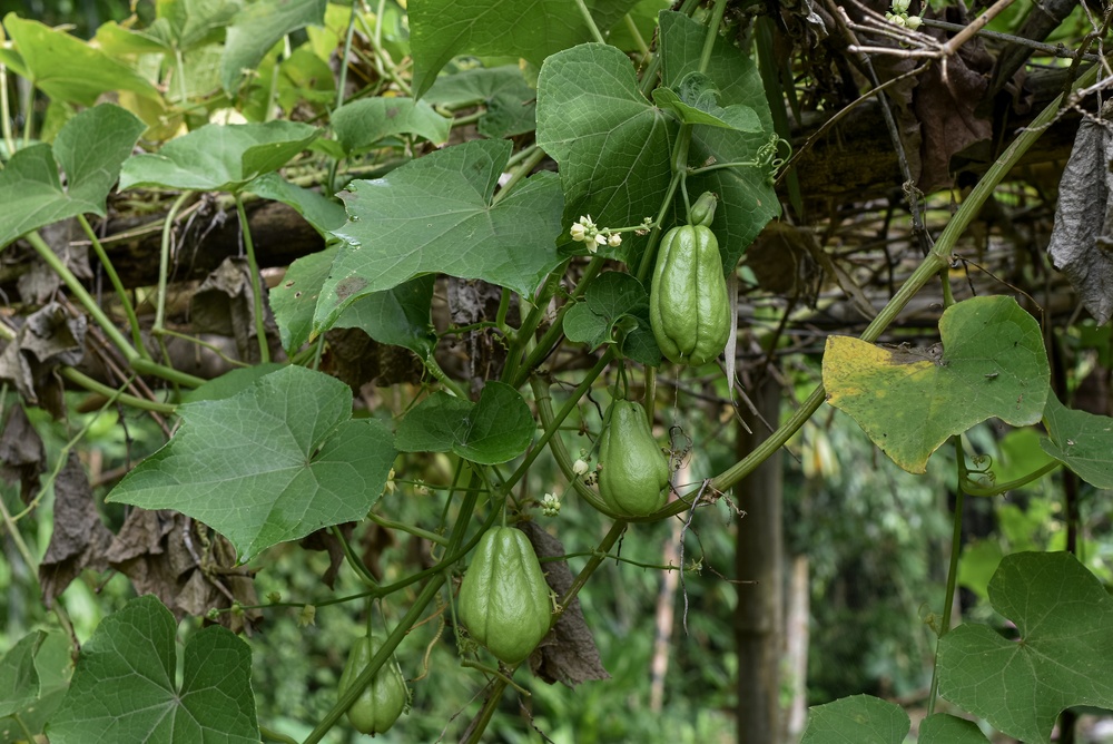 angin hiqaru87 / Shutterstock