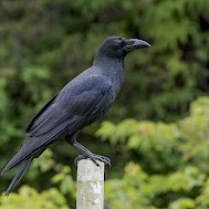 plains-wanderer/Shutterstock.com