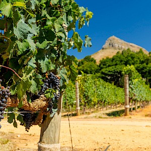 evgeeenius/Shutterstock.com