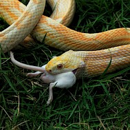 dinvector/Shutterstock