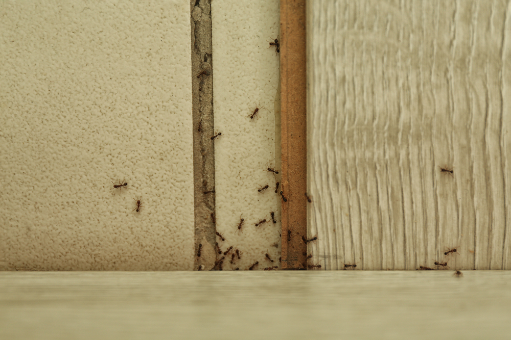 New Africa/Shutterstock