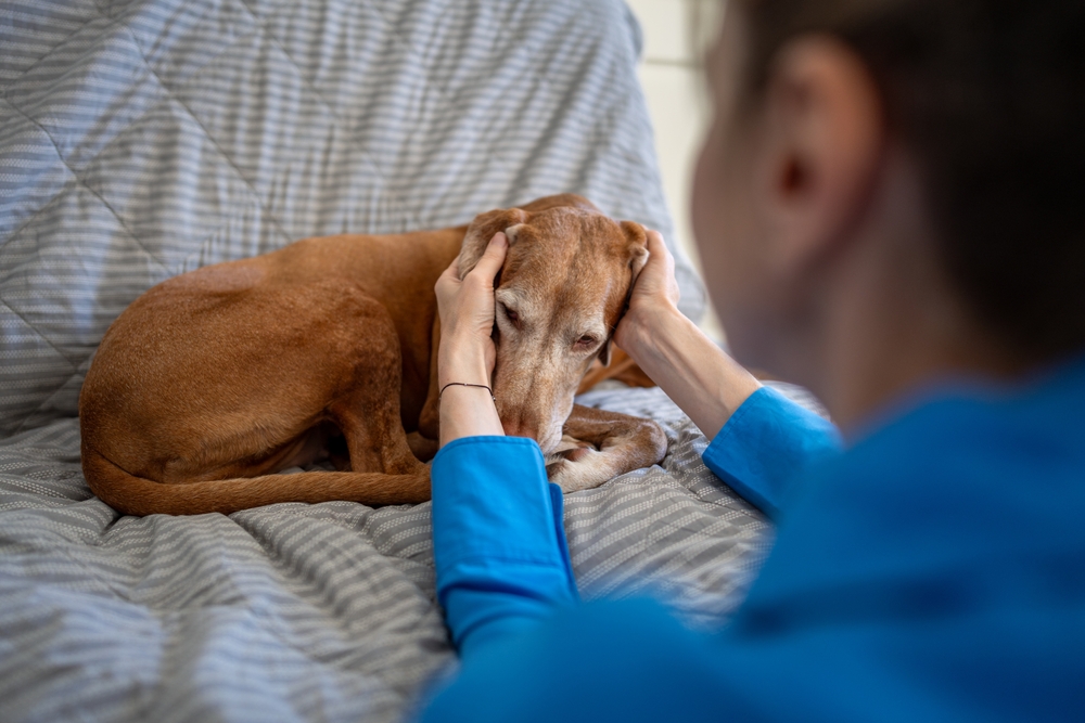 DimaBerlin/Shutterstock