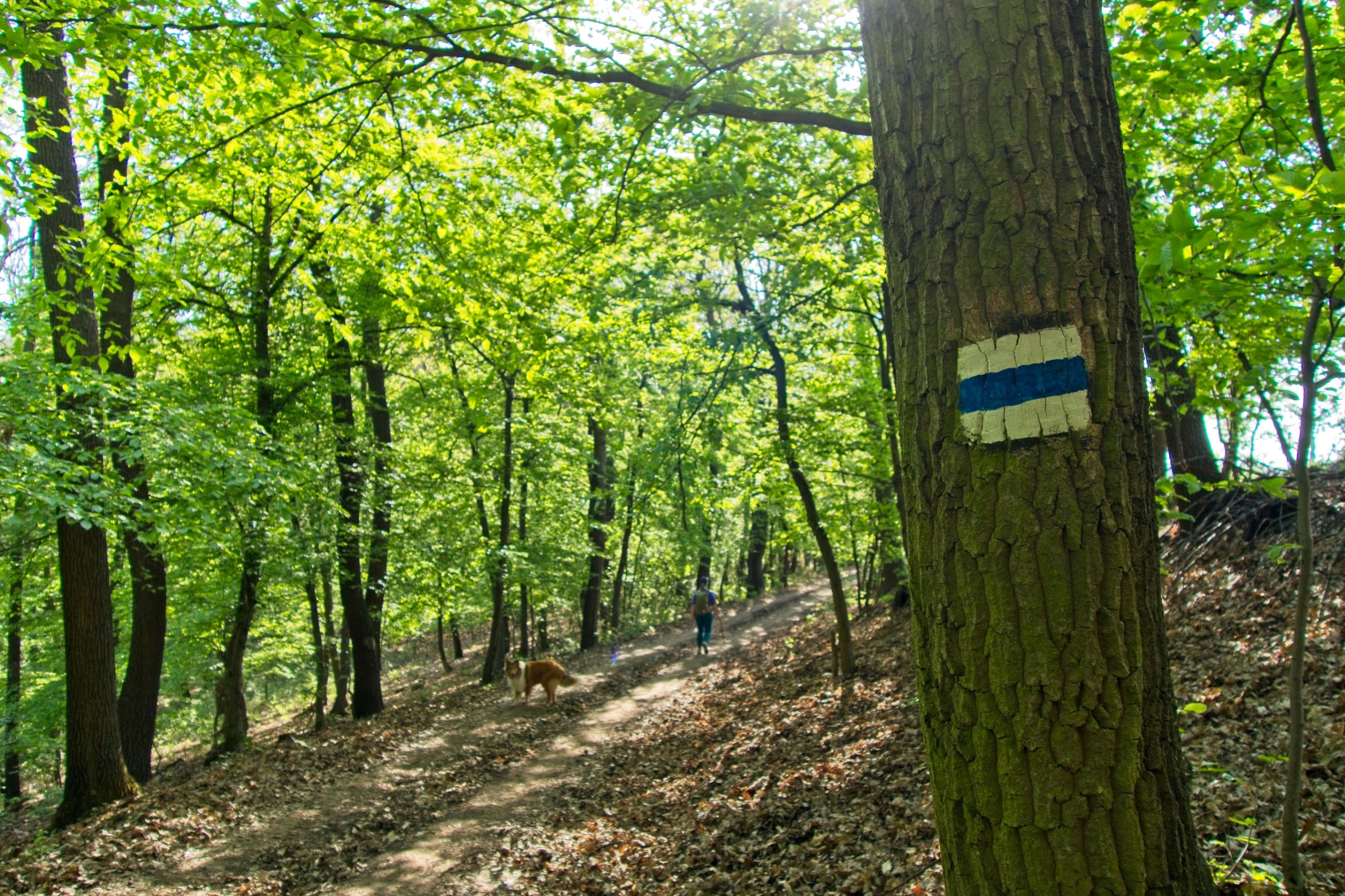 csikiphoto/Shutterstock.com