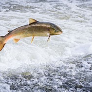 Kevin Wells Photography/Shutterstock.com