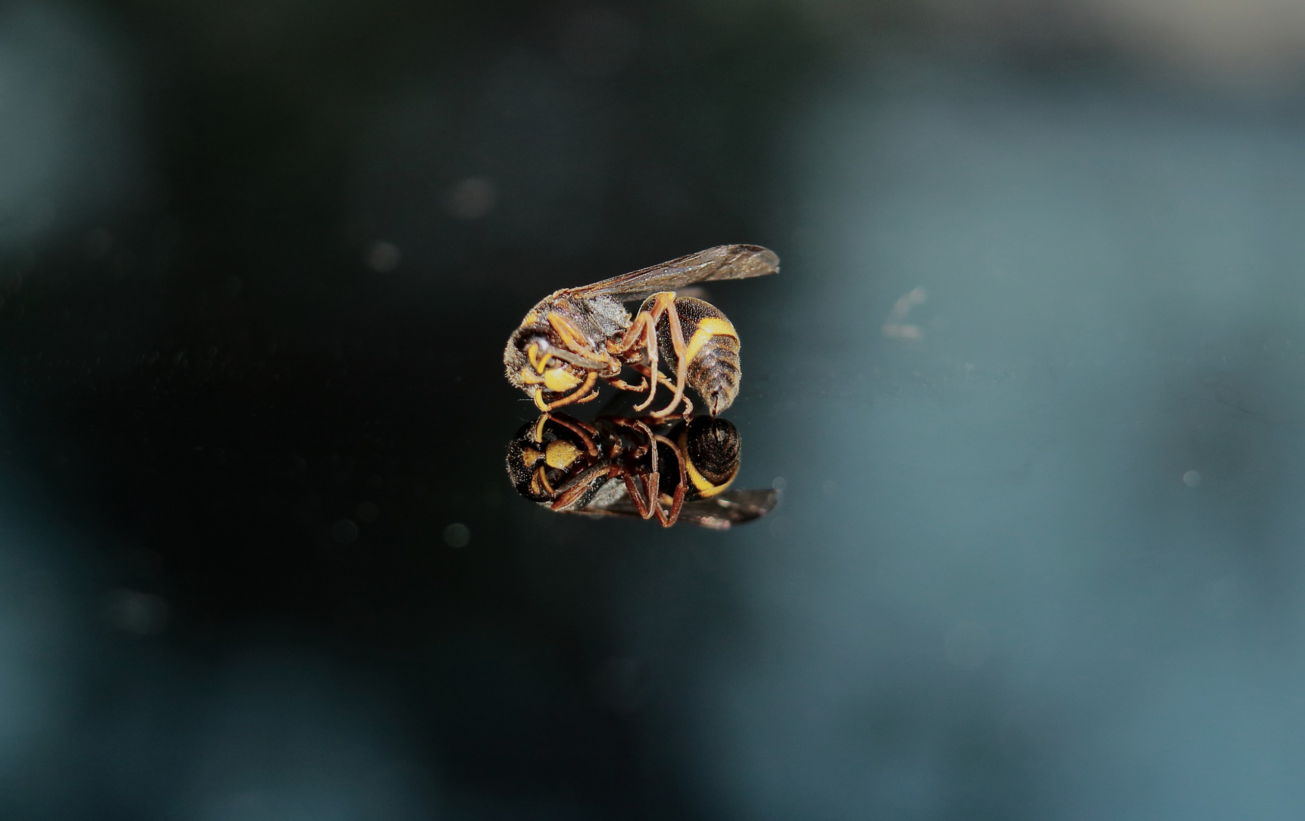 Yusuf Kamal Buchari/Shutterstock