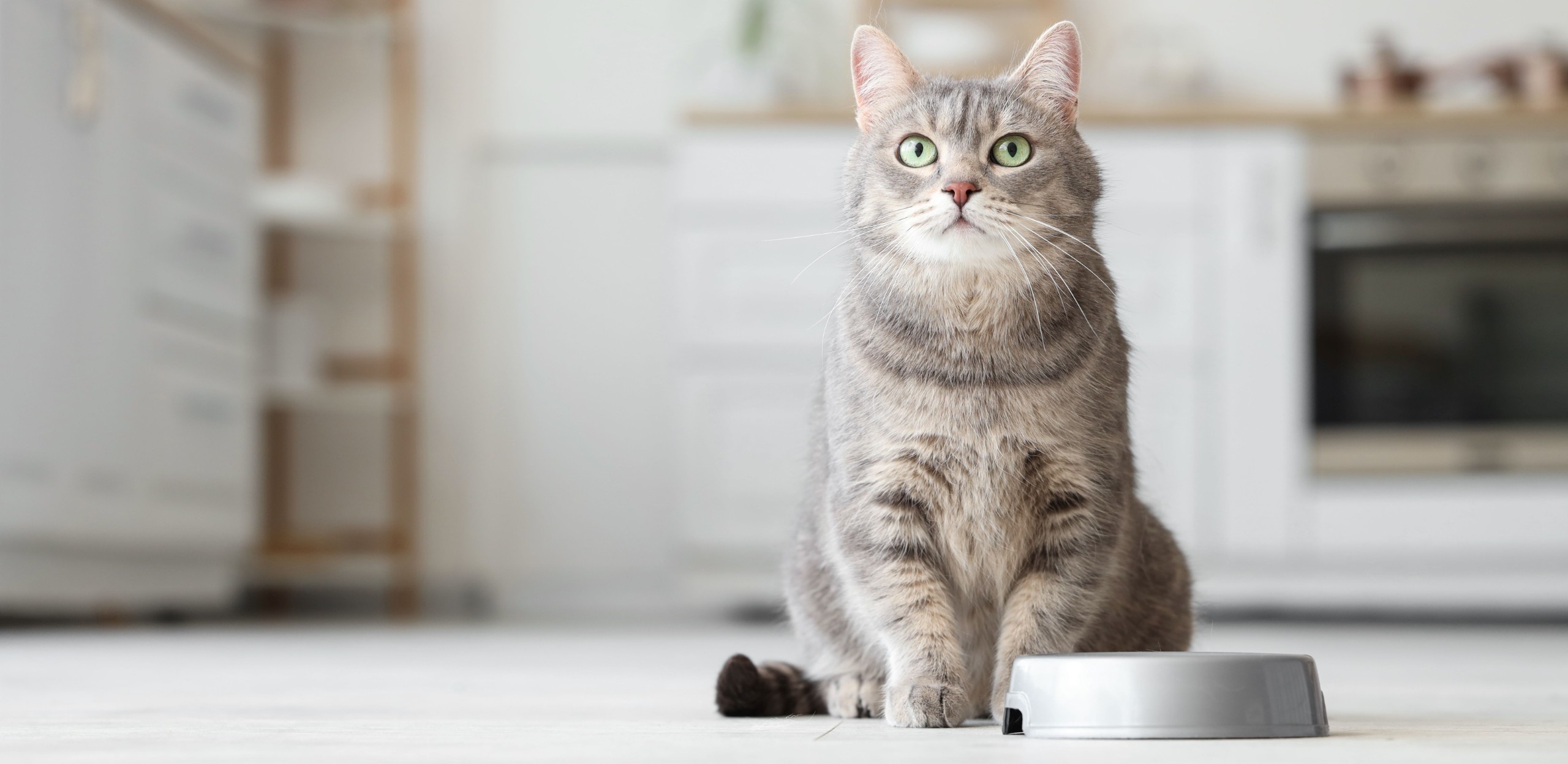 Pixel-Shot/Shutterstock.com