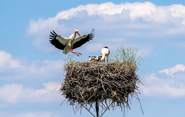 Madredus/Shutterstock