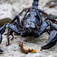 Andre Zambolli/Shutterstock