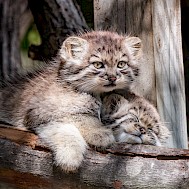 Georgi Baird/Shutterstock