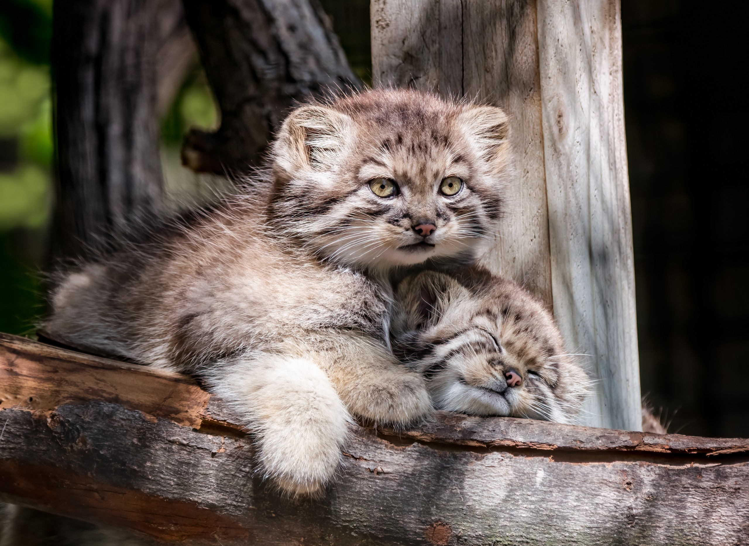 Georgi Baird/Shutterstock